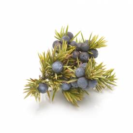 Juniperberry essential oil